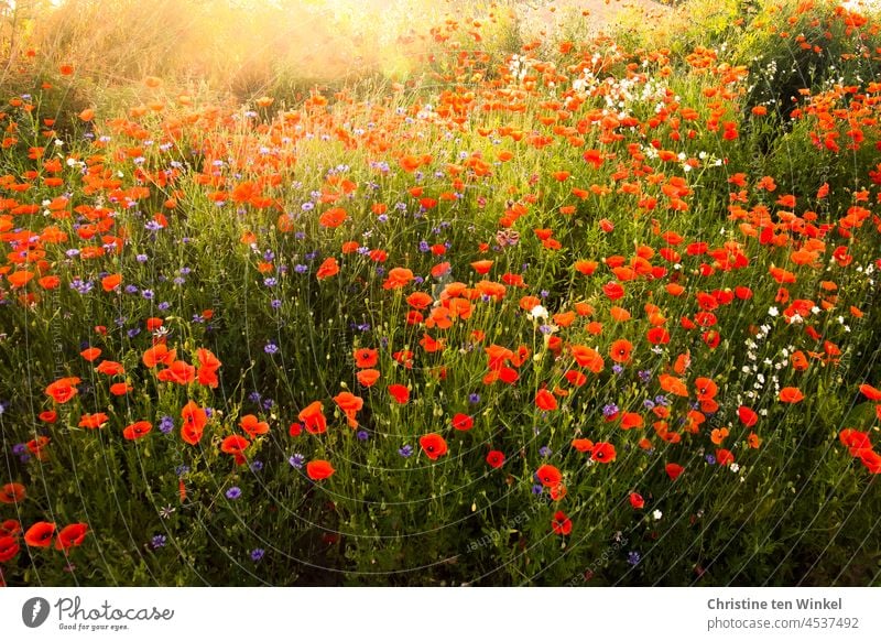 Poppy meadow in the morning sun on a beautiful summer day Poppy blossom Papaver rhoeas Corn poppy poppy meadow cornflowers Light Back-light Summer pretty