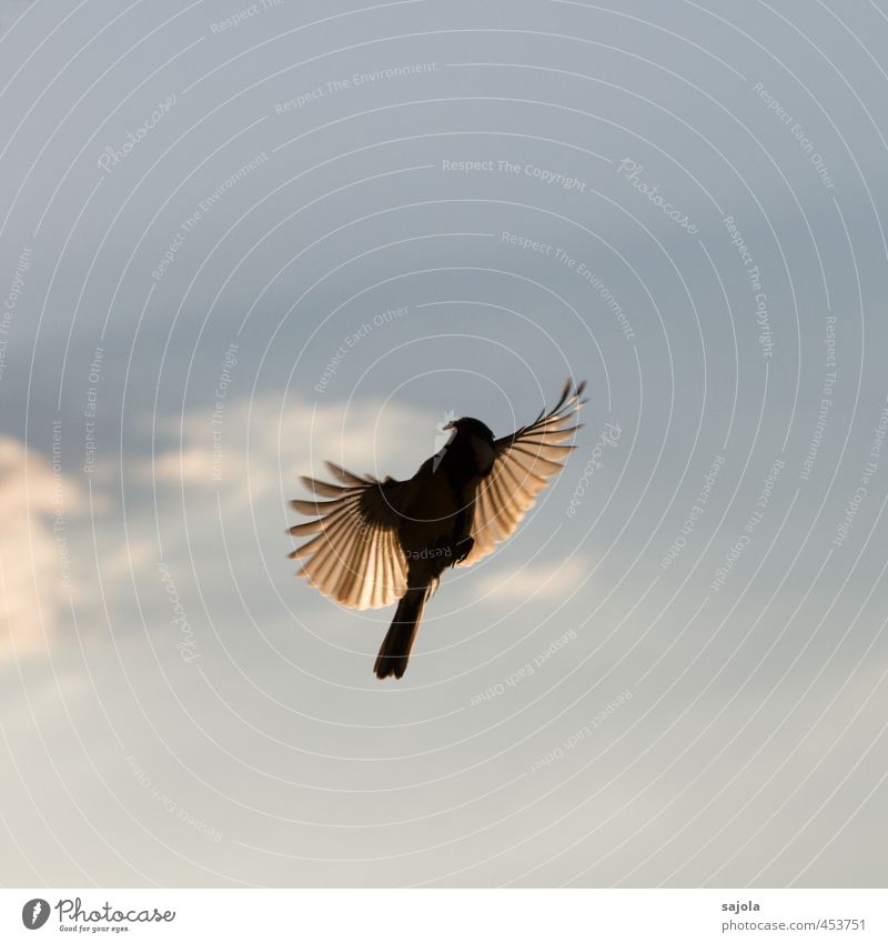 Animal Flight into the Light Nature Sky Clouds Wild animal Bird Tit mouse 1 Esthetic Blue Flying Feather Wing Landing Feeding Colour photo Exterior shot