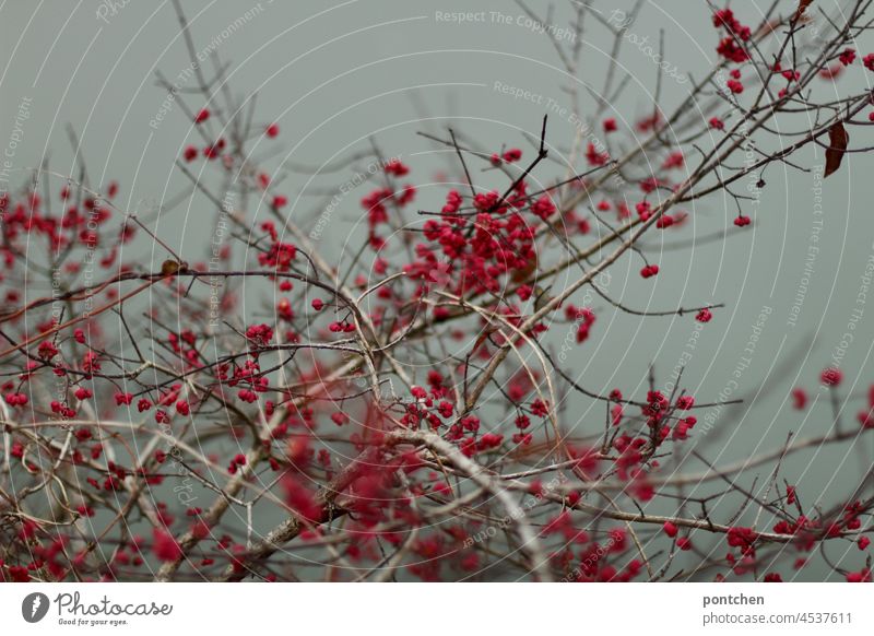 red berries on a bush against a grey background Berries Red colour contrast Winter Autumn shrub Gray Gloomy Nature Plant venomously Inedible
