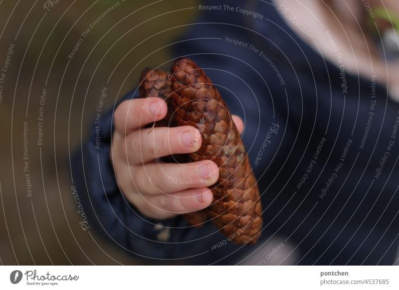 a child holds a pine cone in his hand. collecting. children's game Fir cone Cone Nature Toddler hands Hand Children`s hand amass Discover Children's game