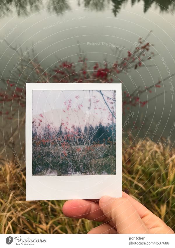 800x. digital, analog two worlds, two in one. Shrub with red berries by the water. Polaroid two-in-one shrub Body of water River Autumn Berries Red bank Nature