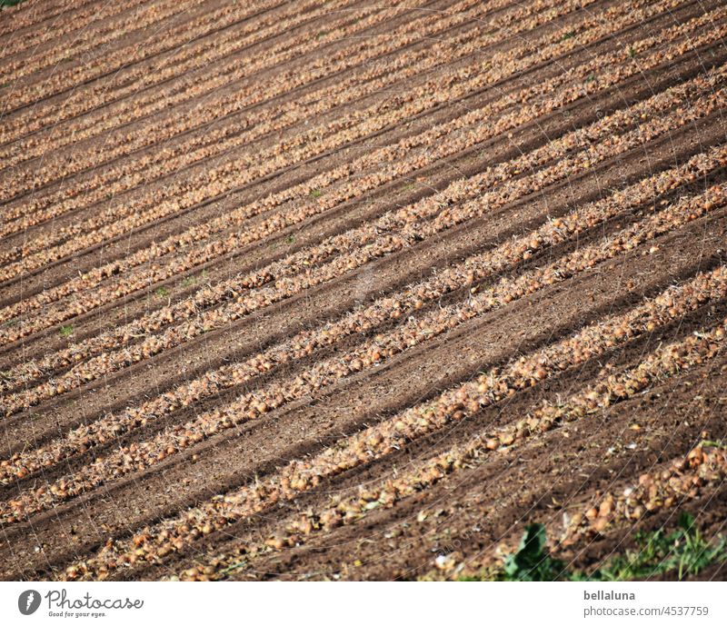 Potato Harvest II Potato harvest Potatoes Nutrition Colour photo Food Vegetable Fresh Delicious Day Deserted Healthy Eating naturally Exterior shot Lunch
