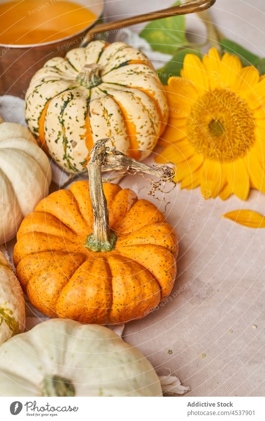Assorted pumpkins on table with flower vegetable healthy food vitamin sunflower plant assorted harvest raw natural various fresh ripe organic tasty whole