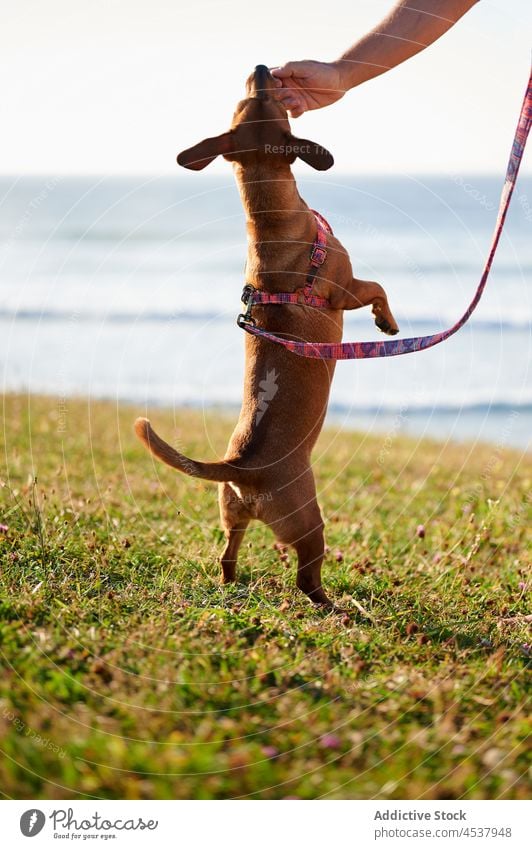 Purebred dog standing on hind legs during training with owner pet dachshund feed treat animal command give coast purebred loyal shore together pedigree
