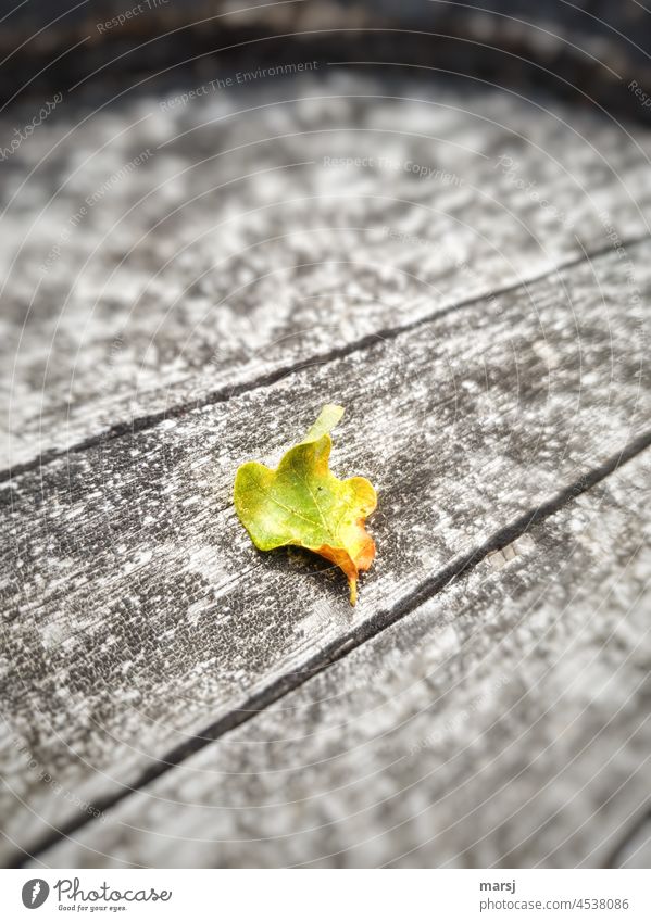 !Trash!2021 | Autumn oak leaf on wood Leaf Autumn leaves Autumnal Colour photo Autumnal colours naturally Nature Transience Shallow depth of field Light Change