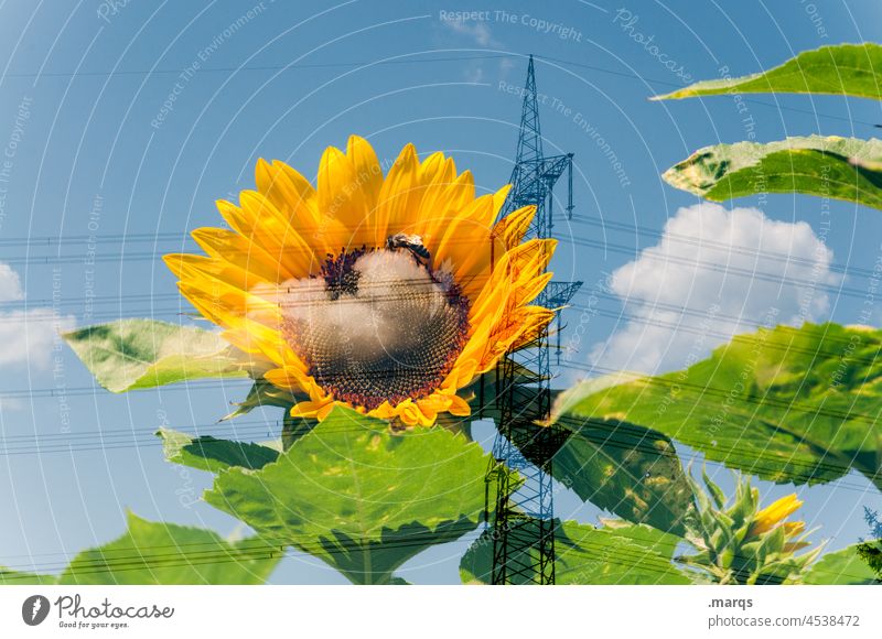 Sunflower in power pole Electricity pylon Sky Clouds Beautiful weather Summer Renewable energy Energy industry Sustainability Energy generation stream