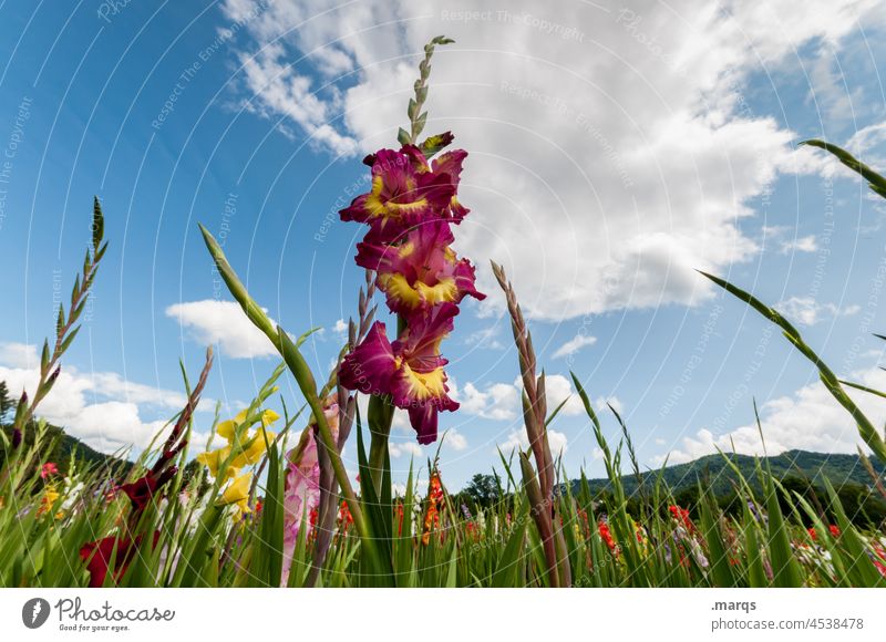 Gladiolus Field Gladiola Blossom Red Green Blossoming Summer Plant Growth Nature Sky Beautiful weather Perspective Sword Flower irises