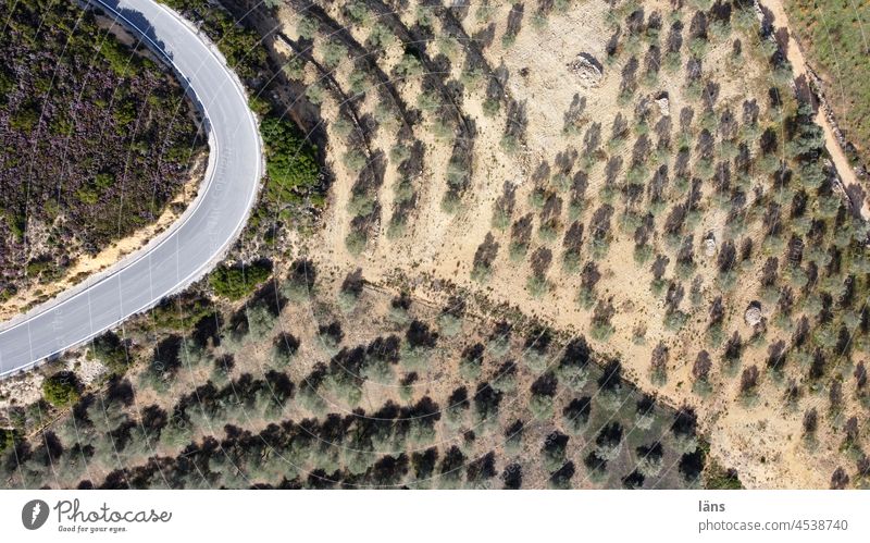 Olive groves from above olive trees Street Bird's-eye view UAV view Greece Crete Landscape Deserted Vacation & Travel Colour photo Curve