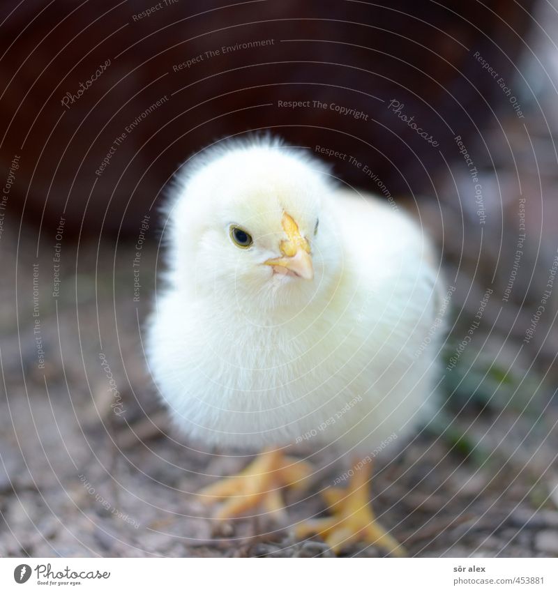 peep Animal Farm animal Chick 1 Baby animal Yellow Beautiful Small Gamefowl Animal face Barn fowl Poultry farm Colour photo Close-up Copy Space left