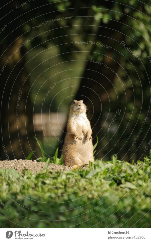 Everything at a glance Animal Wild animal Animal face Pelt Paw Prairie dog Mammal Rodent Observe Listening Looking Stand Friendliness Small Natural Curiosity
