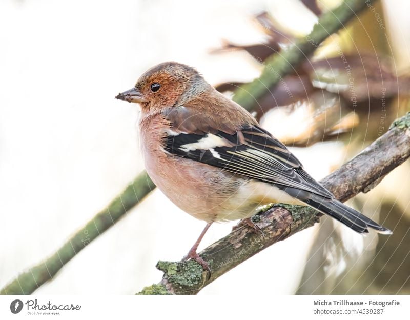 Chaffinch in a tree Fringilla coelebs Finch Head Beak Animal face Grand piano Claw Eyes Bird Wild animal Feather Twigs and branches Colour photo Exterior shot