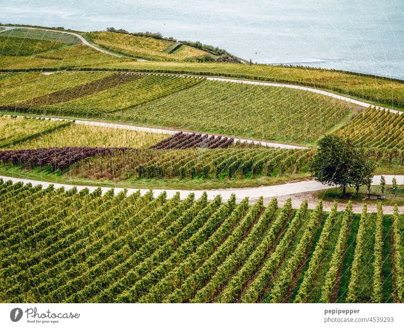 Vineyards vineyards Nature Landscape Green Exterior shot Colour photo Summer Wine growing Plant Winery Bunch of grapes Autumn Rural Agriculture Food Tourism