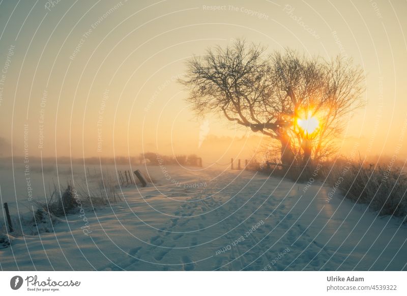 Fairytale world Teufelsmoor l snow-covered winter landscape at sunrise Haze Hope Grief mourning card Romance Meditation Moody Relaxation Harmonious Germany