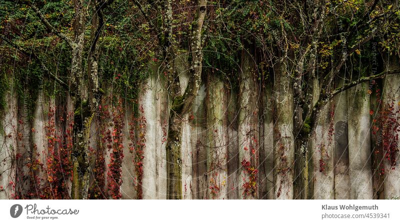 Trees in front of a noise barrier, with bushes and lichens Wall (building) Noise control barrier trees tendrils perpendicular Invisible Lichen Autumn leaves