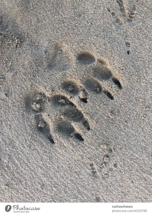 Footprints in the sand footprints Dog Pawprint paw prints paw bridge Bird bird tracks Beach Sand Tracks Seagull Trail coast Exterior shot Colour photo