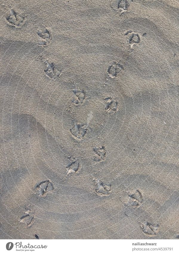 Prints print textured Summer and sand naturally Bird Footprints Bird's-eye view Summer vacation Grains of sand Sand texture Surface wet sand Day