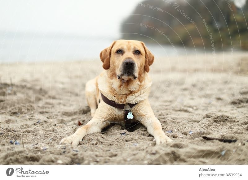 Blond Labrador lies wet on Baltic Sea beach after bathing in the sea in cold, dull weather and looks into the camera Dog Pet Blonde vigorous ears Beach Cold