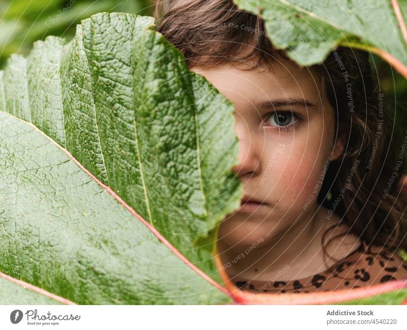 Little girl covering face with big branch leaf hide stare cover face plant serious grow vegetate gaze verdant kid personality portrait behind park foliage