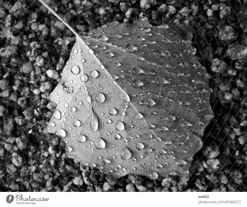 Low lying raindrops water pearls Structures and shapes Mysterious sparkle shine luminescent Detail Exterior shot Trickle Weather Close-up Deserted naturally