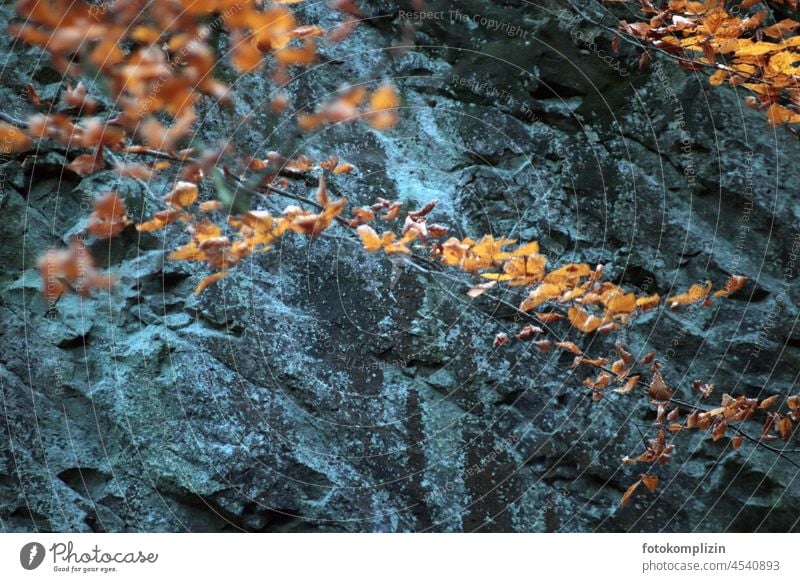 autumnal leaf branch in front of blue-grey rock Autumn Rock stone Stone Basalt Nature leaves autumn leaves Colour Autumnal Autumnal colours rocky Autumn leaves