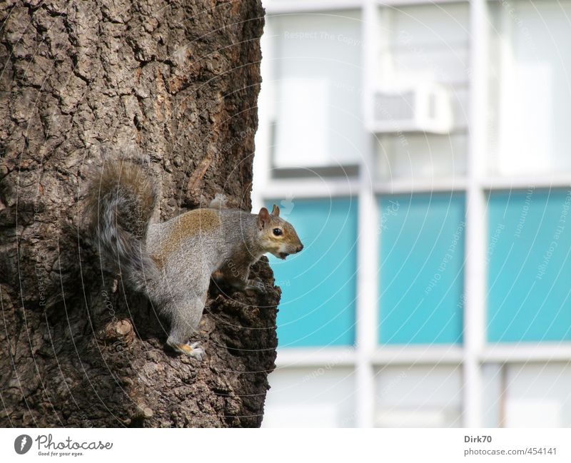 city squirrels Tree Tree trunk Tree bark Park New York City USA Town High-rise Facade Wall (barrier) Wall (building) Union Square Animal Wild animal Squirrel