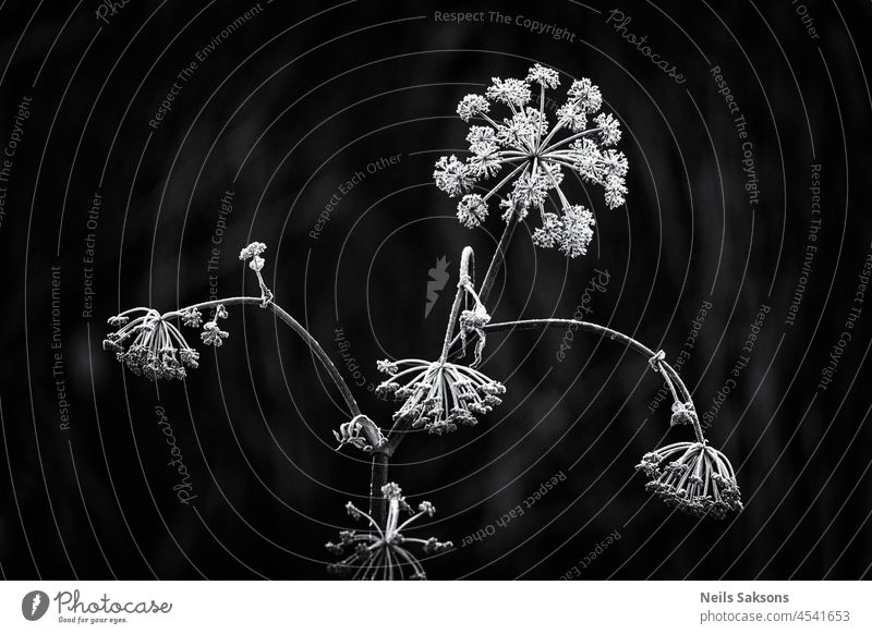 silver cow parsley plant covered with frost sunrise wilted morning branch rosette umbrella winter november snow dark background cold hoar frost isolated nature