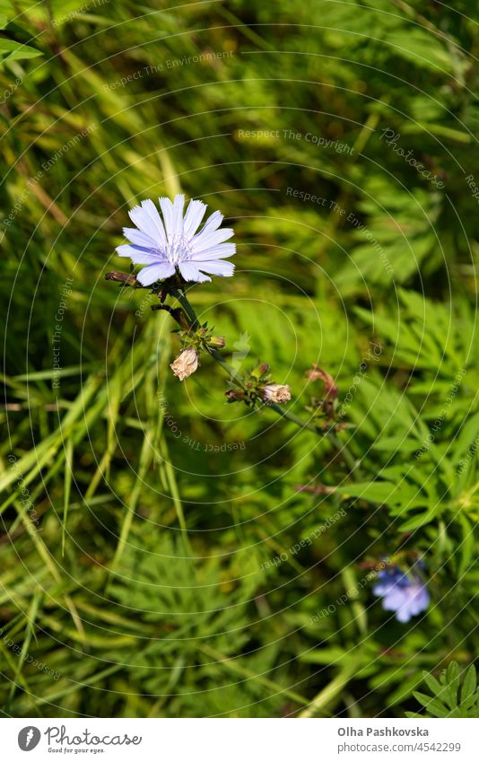 Cichorium flower surrounded by lush vegetation at meadow. This blue colored wildflower is used for alternative coffee drink. Unfocused green leaves of various plants at background. Summer season.