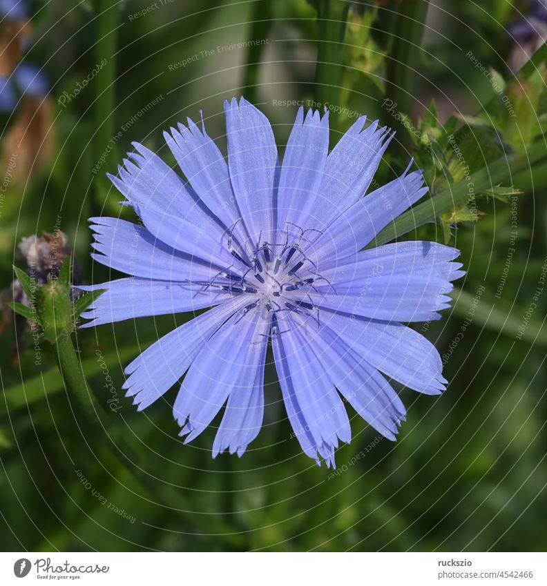 Chicory, Cichorium intybus, is a wild and medicinal plant with blue flowers. The flowers are edible. Chicory, Cichorium intybus, is a wild and medicinal plant with blue flowers. The flowers are edible.