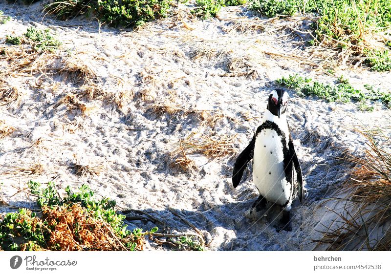 i waddle through the world and what do you do?! Animal portrait Sunlight Contrast Light Day Colour photo Exterior shot Deserted Boulders Beach South Africa