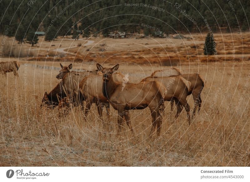Group of Elk on the side of the road in the mountains fall foliage elk wildlife wildlife photography wildlife photographer Nature Animal Wild meadow forest