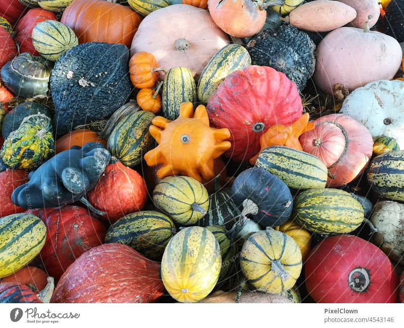Pumpkin collection Hallowe'en Food Harvest Decoration Thanksgiving October Vegetable Orange background seasonal Agriculture Organic