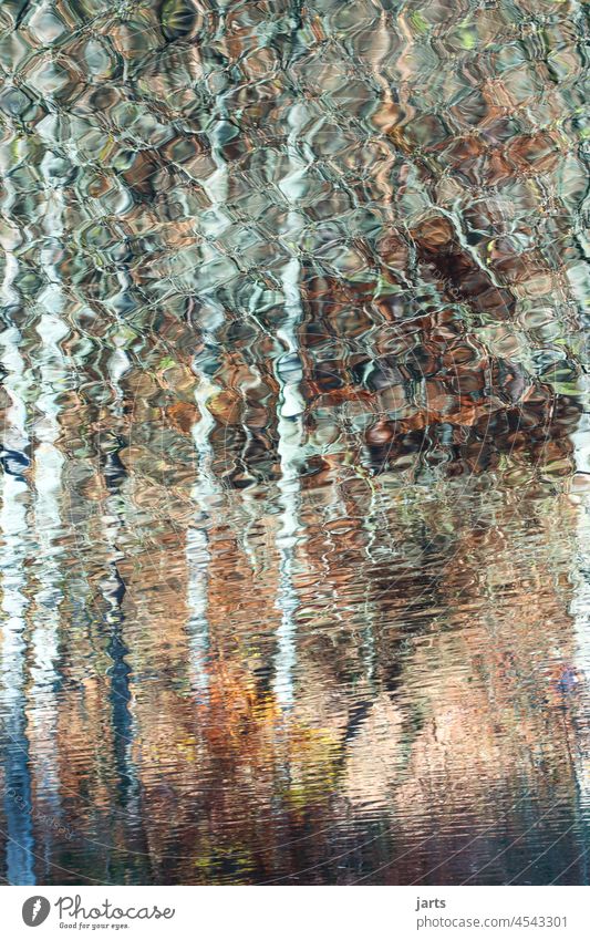 mirror image Mirror Water Mirror image Forest Autumn Mosaic birches Lake Reflection Abstract tranquillity Nature Landscape Tree Exterior shot Calm