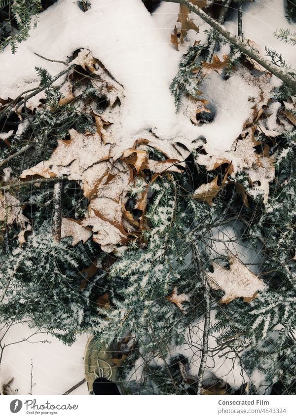 Snow on the ground in the leaves and green Christmas tree branches fall autumn Christmas background Winter Cold White Decoration Tree fir tree Festive