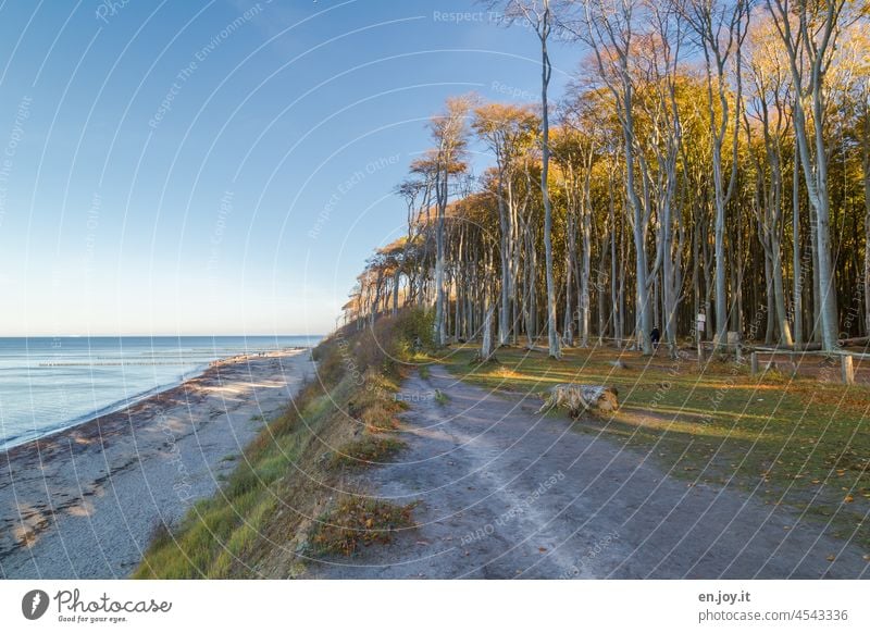 Trail along the cliff at the ghost forest and the Baltic Sea beach Ghost forest Nienhagen Ocean coast Forest steep coast Water Autumn off path Beach Room Sky