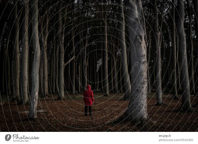 Person stands confused in dark forest Forest Dark person Human being red jacket Stand Fear silent Evening dangerous Ghost forest Baltic Sea Nienhagen Tree