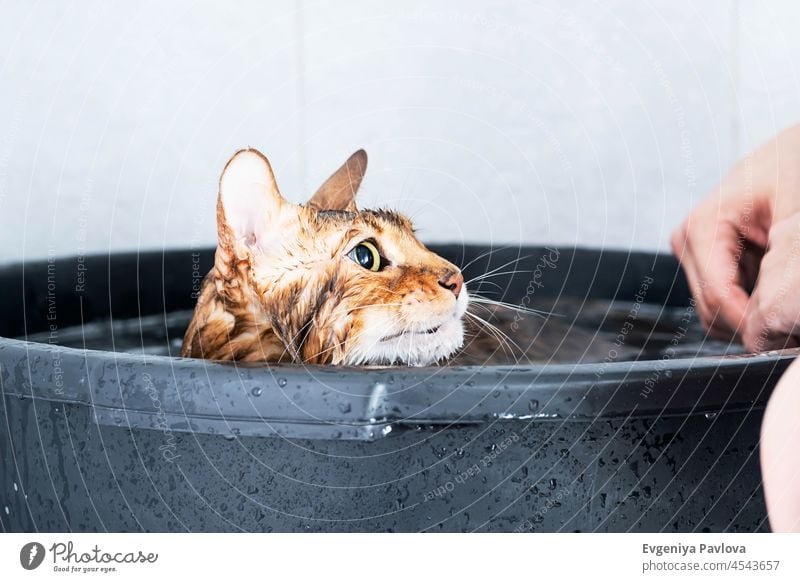 Funny wet cat. Bath or shower to Bengal breed cat. Pet hygiene concept. adorable animal bath bathing bathtub beautiful bengal brown care cute domestic eyes