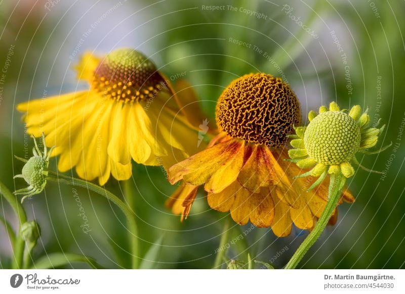 Sunflower, Helenium hybrid, inflorescences sun bride helenium Tongue blossoms Yellow tubular flowers composite asteraceae Compositae shrub Herbacious perennial
