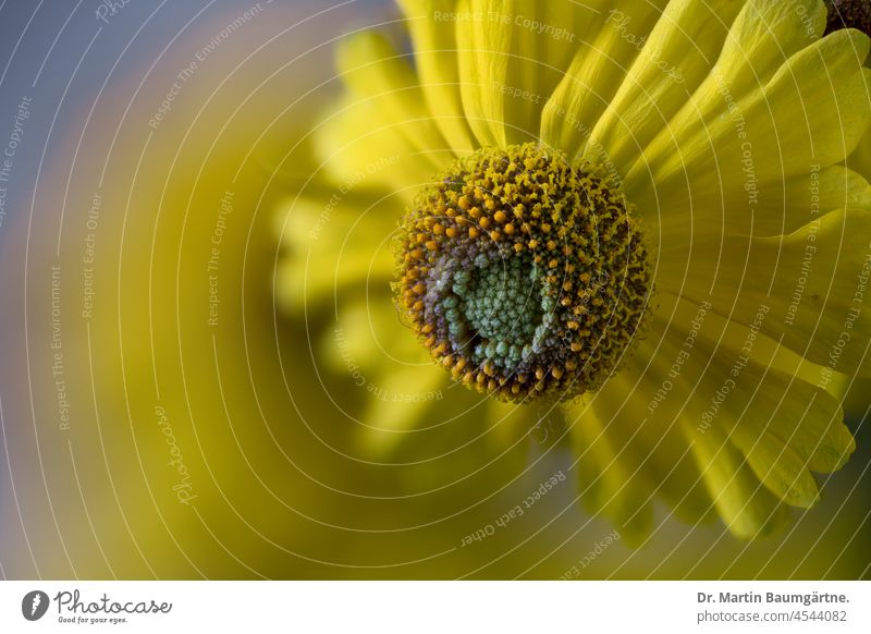 Sunflower, Helenium hybrid, inflorescence sun bride helenium Tongue blossoms Yellow tubular flowers composite asteraceae Compositae shrub Herbacious perennial