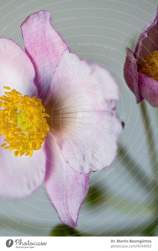 Anemone hupehensis, autumn anemone, Japanese anemone. Ranunculaceae; flowers Chinese Anemone blossoms Blossom japananemone Pink pink Ornamental plant