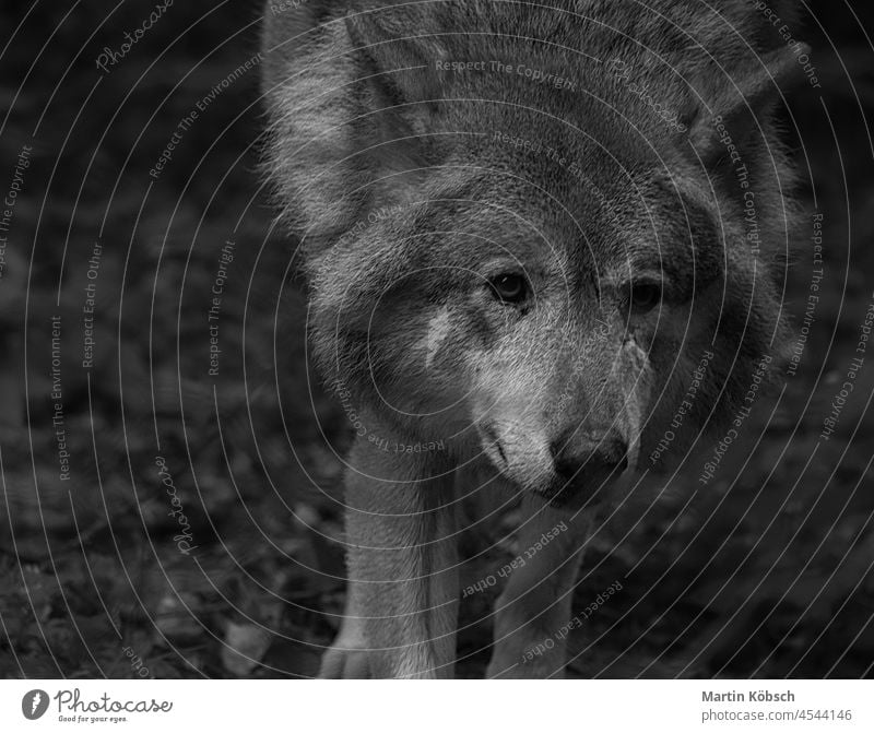 Siberian wolf, in black and white photograph. portrait of the predator. Animal mammal game siberian wolf head wilderness wildlife white wolf young fur hunter