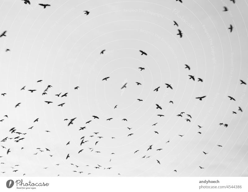 Excited crows with a cloudy sky in the background air animal animal wildlife animals bird birds birdwatching black black and white BW creepy danger dangerous