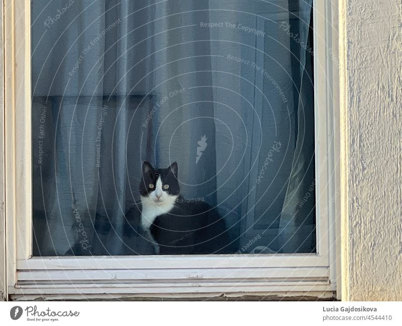 Cat sitting in the window. It is looking directly in the camera. There is blue curtain behind it and a lot of copy space is available. cat animal mammal pet