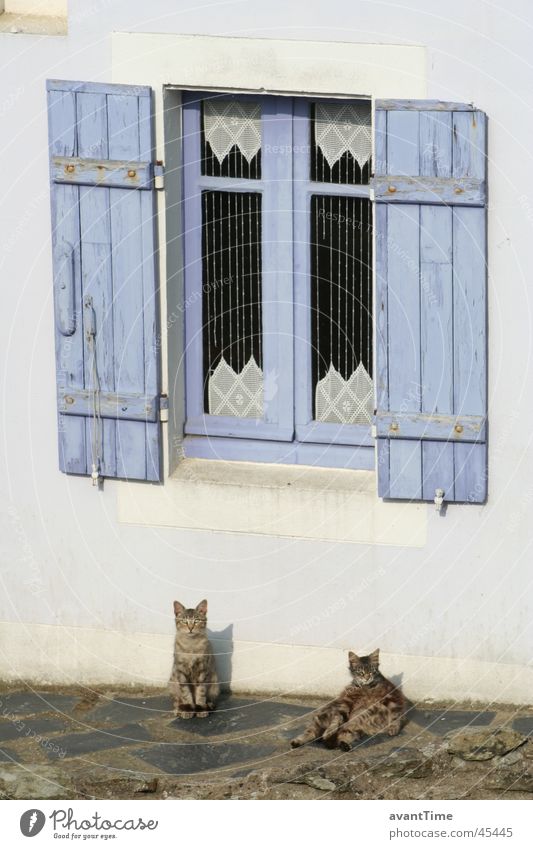 Cats Siesta Calm Break Relaxation Window Shutter France Belle île