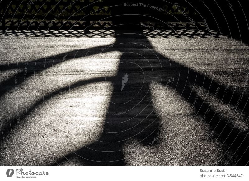 A tree and a fence cast their shadows on a road. Shadow Light and shadow Contrast Exterior shot Structures and shapes Black & white photo Abstract Silhouette