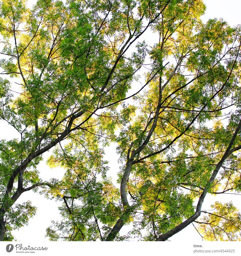 The rustle above me - looking up into an early autumn canopy of three ash trees Tree Ash-tree Branch branches twigs leaves Green Yellow metamorphosis change