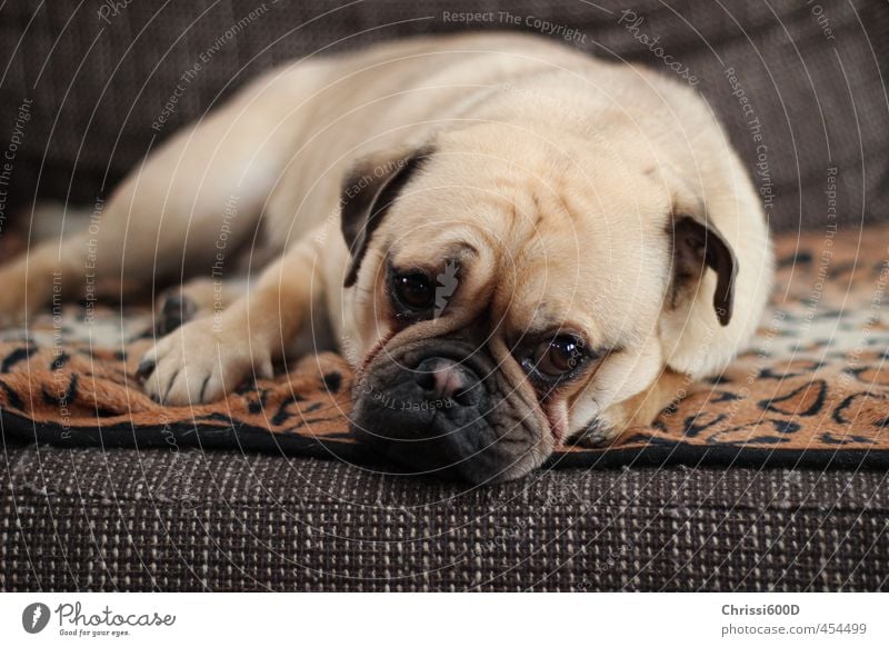 Dreamy Pug Animal Pet Dog 1 Relaxation To enjoy Cuddly Cute Contentment Safety (feeling of) Love of animals Serene Break Colour photo Interior shot Day