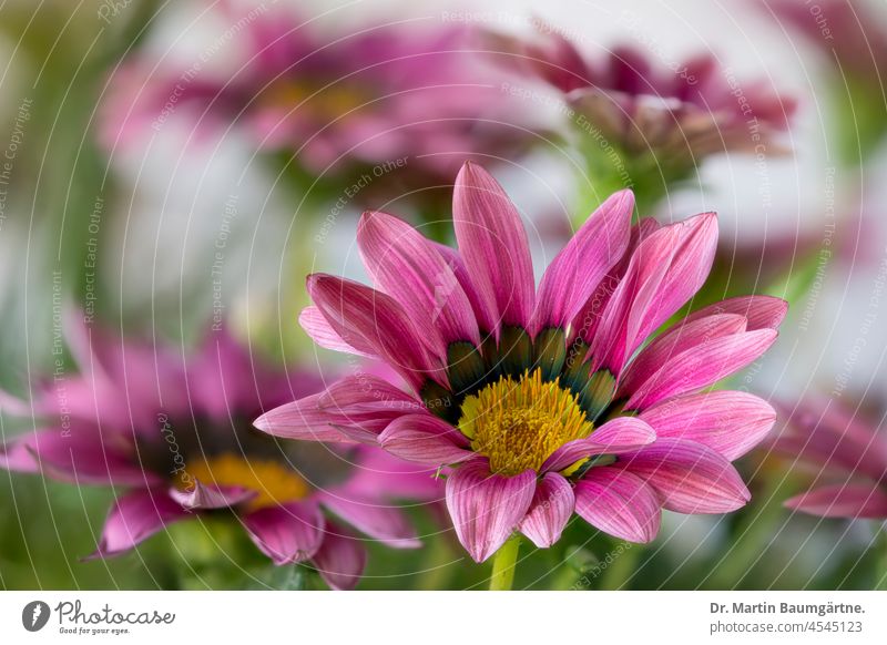 Gazania, pink inflorescences in the veld Pink Tongue blossoms composite from South Africa asteraceae Compositae Flower Plant perennial non-hardy
