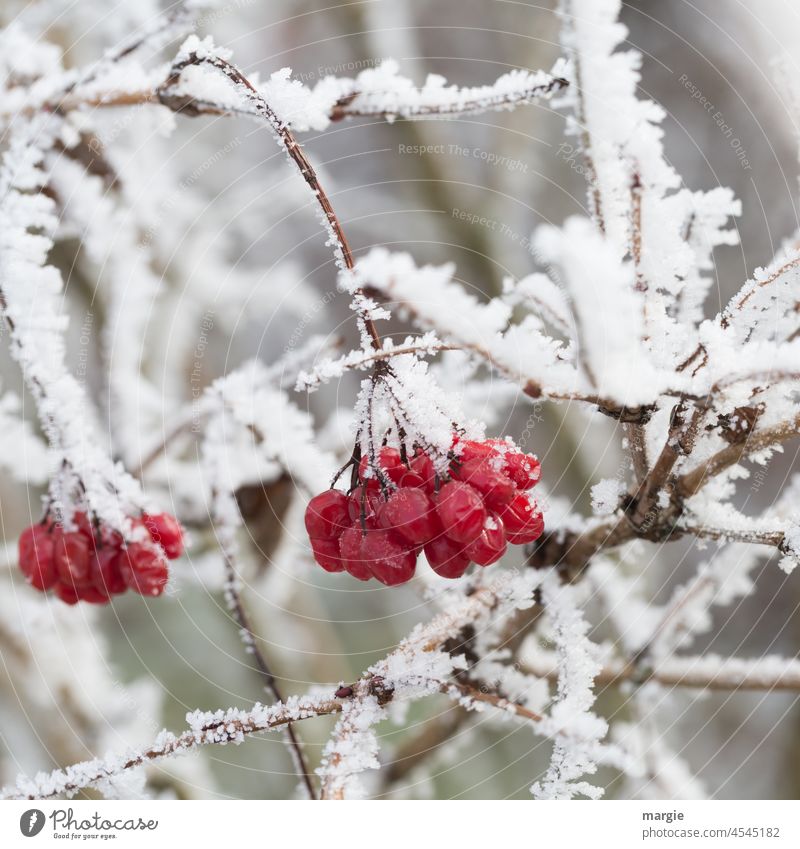 Red berries in the ice and snow Berries Ice Frost Colour photo Winter Cold Deserted Plant Shallow depth of field Poison venomously shrub Snow Bushes Close-up