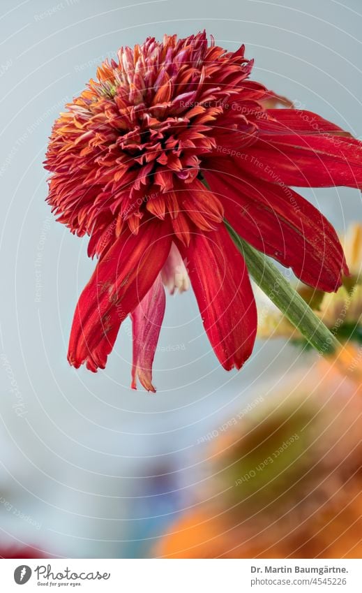 Red inflorescence of a cultivar of Echinacea purpurea purple echinacea inflorescences variety selection composite from North America shrub garden flower