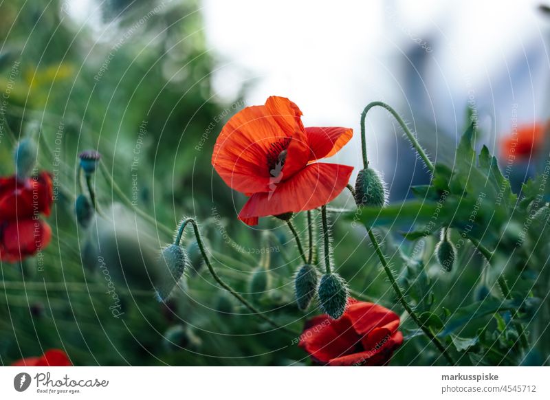 Flowers blossoms poppies beautiful beauty blaze of color bloom bokeh bright brown bunch closeup colorful colors colour countryside Fantasy flora floral